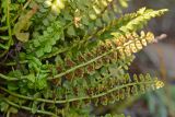 Asplenium viride