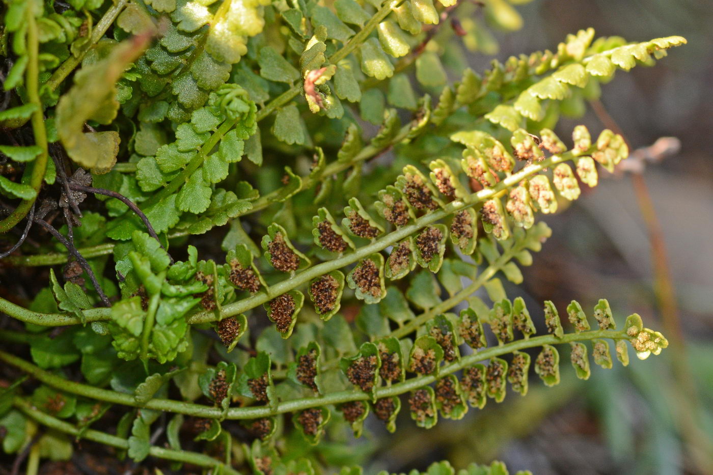 Изображение особи Asplenium viride.