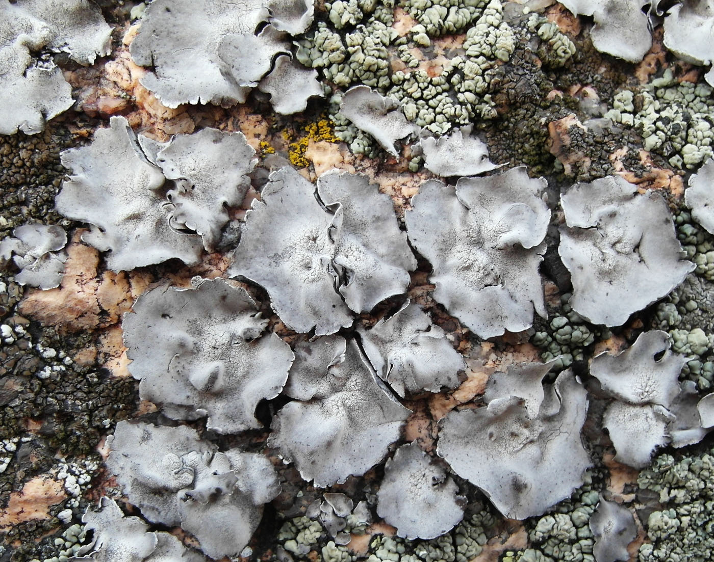 Image of Umbilicaria subglabra specimen.