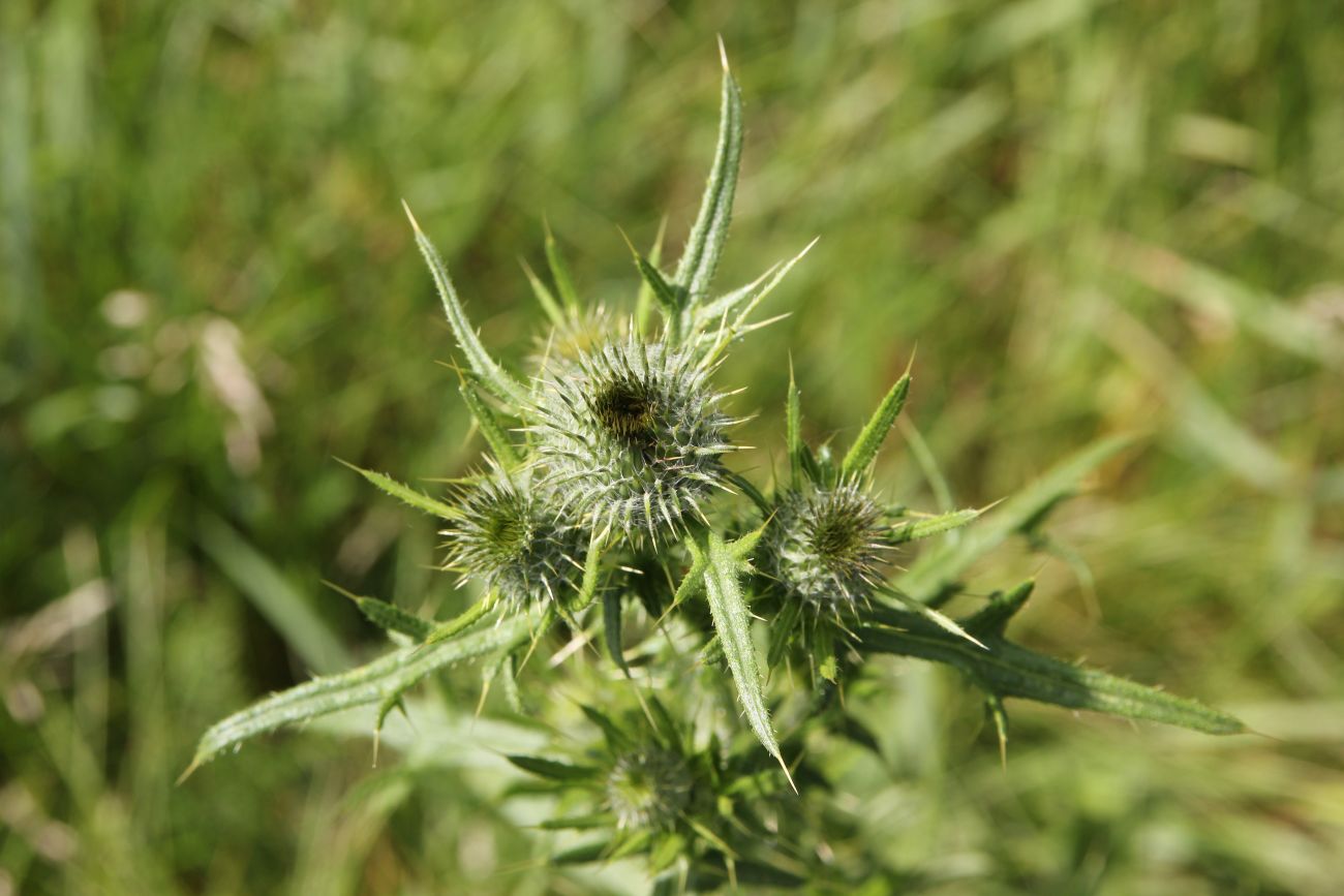 Image of Cirsium vulgare specimen.