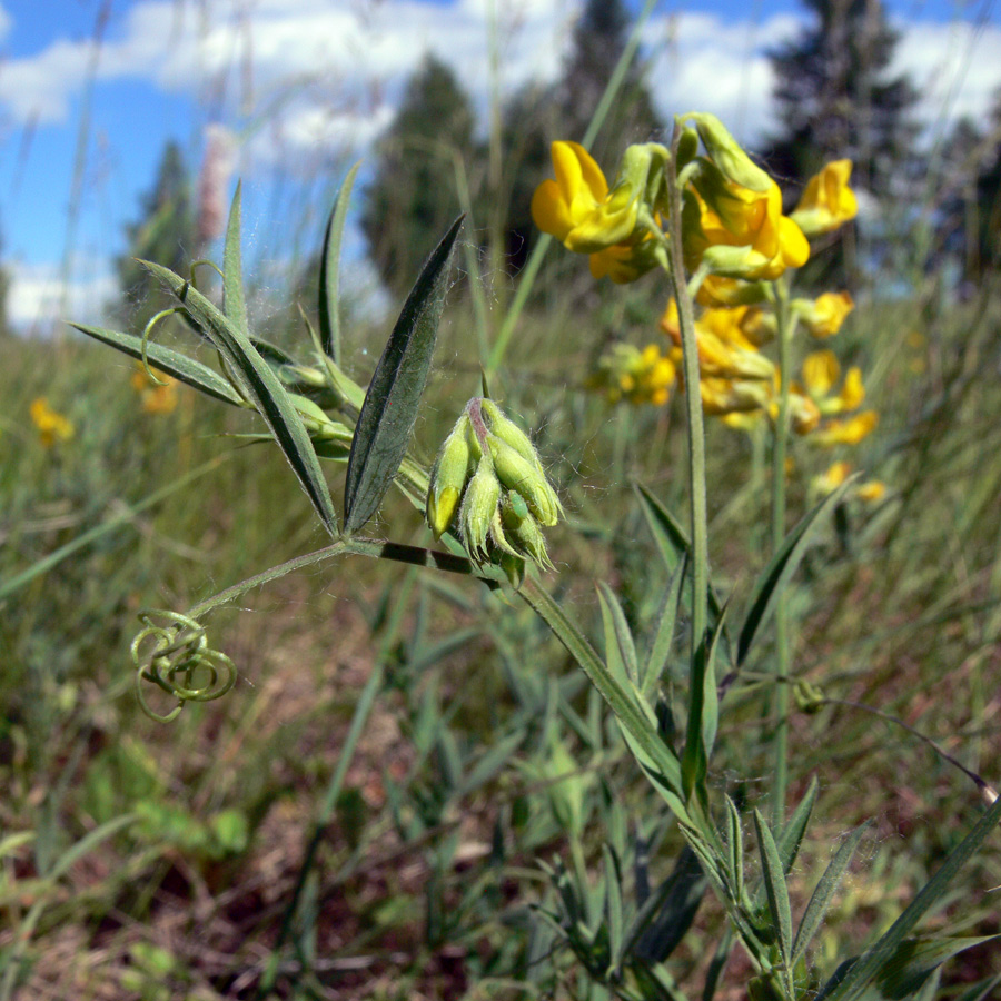 Изображение особи Lathyrus pratensis.