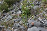 Allium altaicum