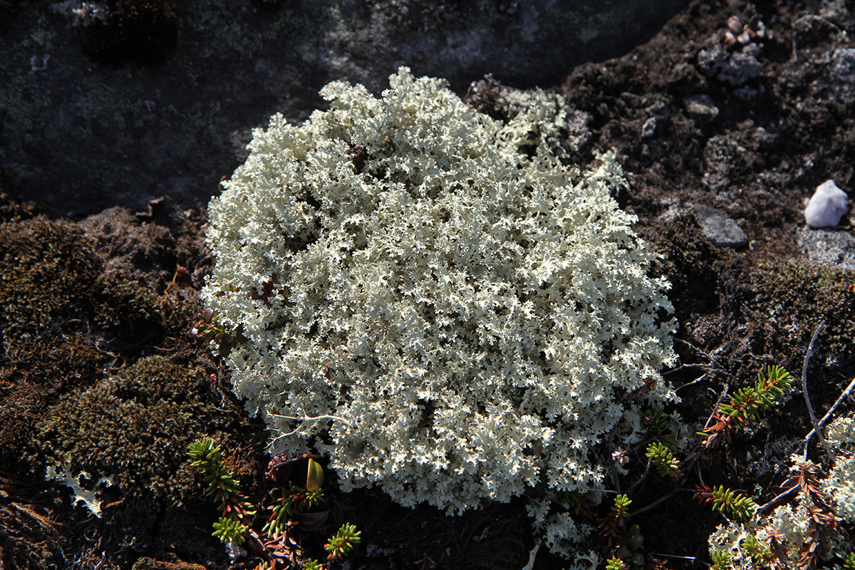 Image of Flavocetraria nivalis specimen.