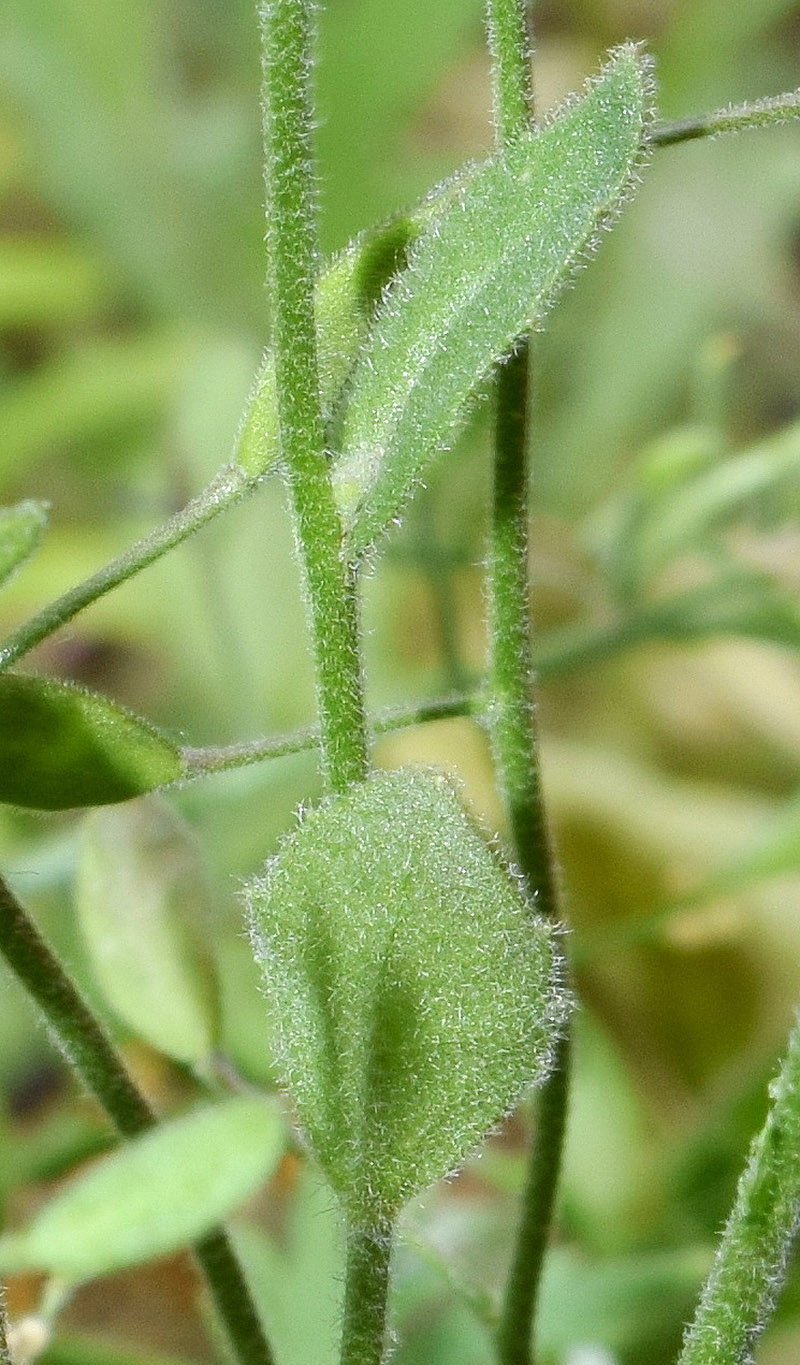 Изображение особи Draba huetii.