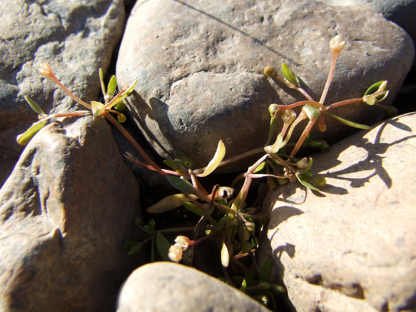 Image of Montia fontana specimen.