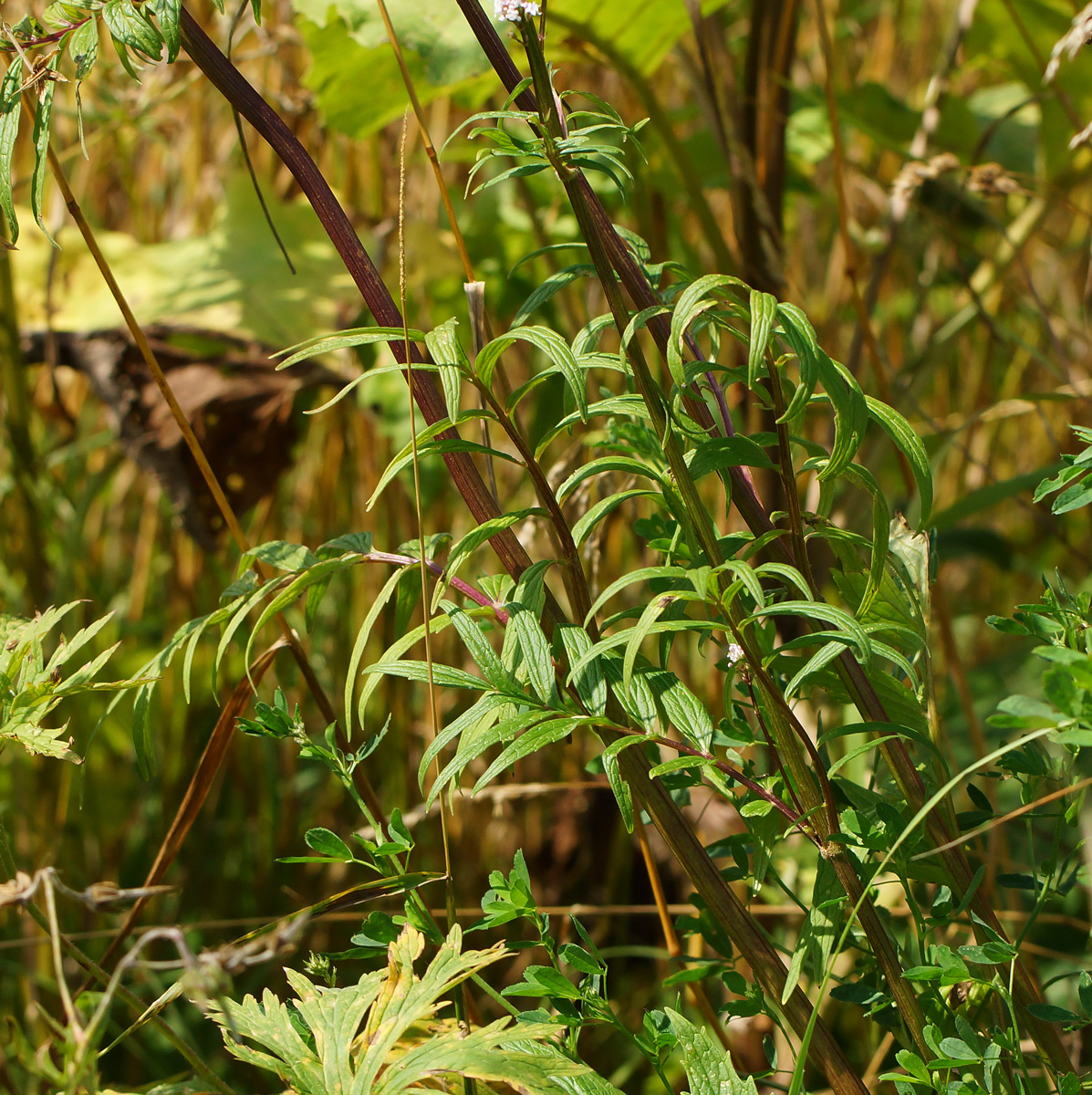 Image of Valeriana officinalis specimen.