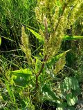 Rumex aquaticus. Средняя часть плодоносящего растения. Санкт-Петербург, Приморский р-н, окр. пересечения Шуваловского просп. и Парашютной ул., у тянущейся вдоль подъездной дороги канавы. 08.07.2020.
