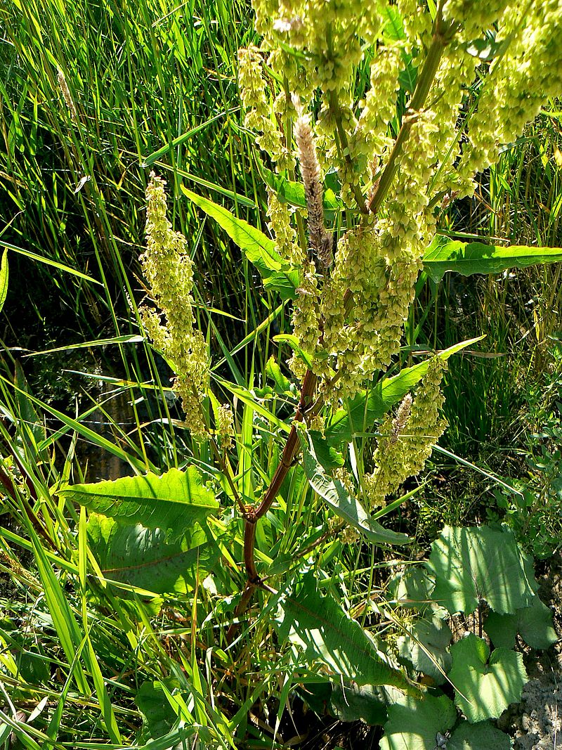 Изображение особи Rumex aquaticus.