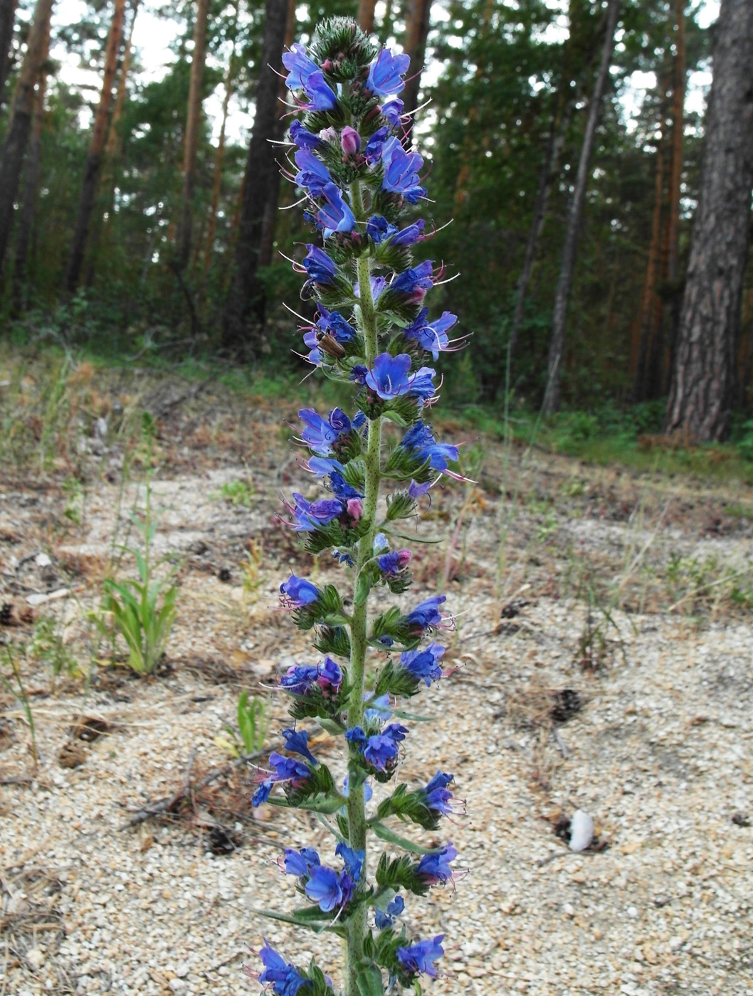 Image of Echium vulgare specimen.