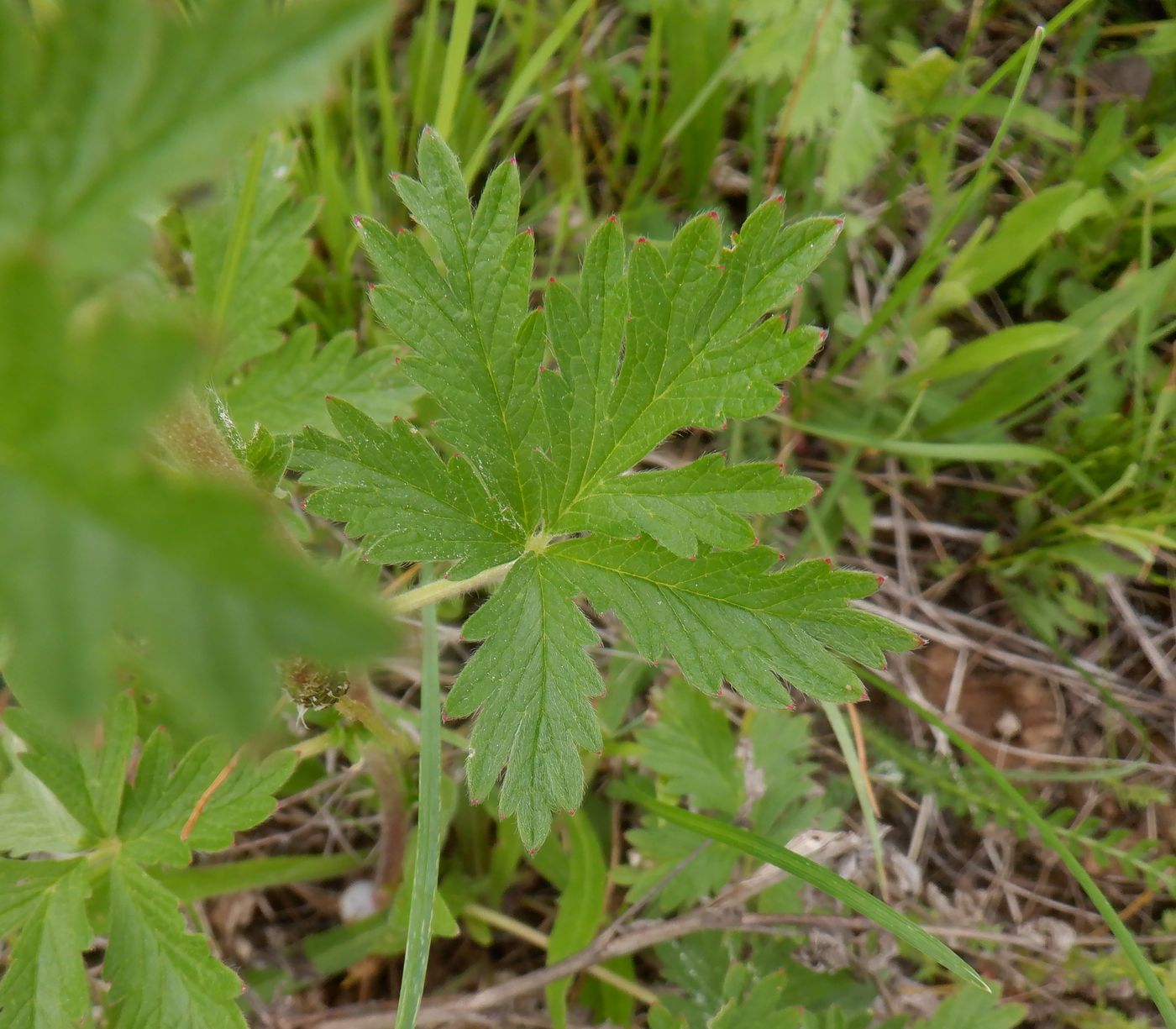 Image of genus Potentilla specimen.