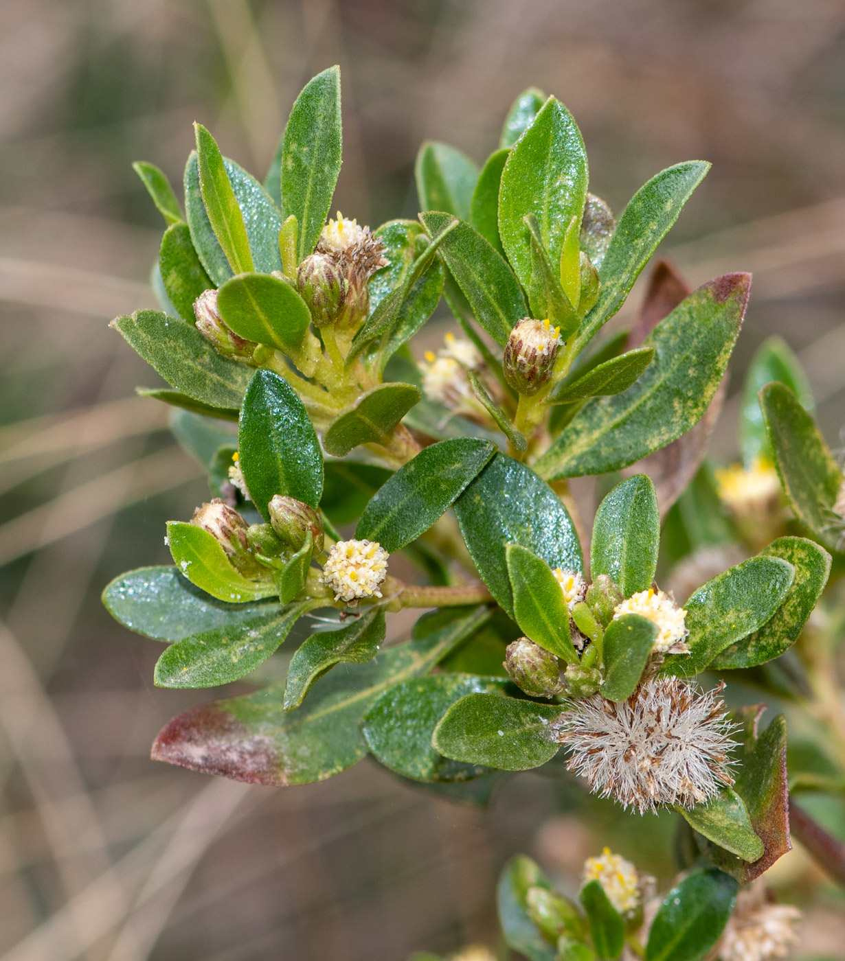 Image of genus Baccharis specimen.