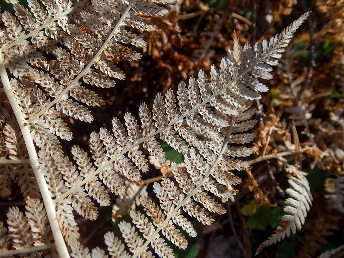 Image of Athyrium filix-femina specimen.