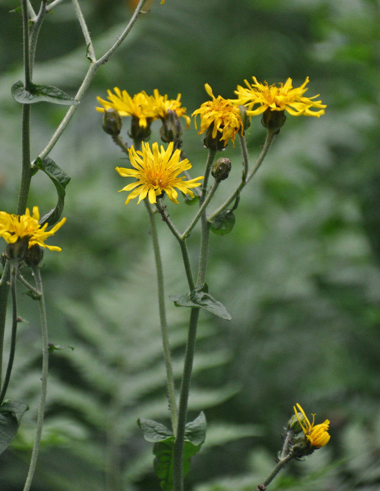Image of Crepis sibirica specimen.