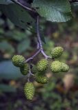 род Alnus