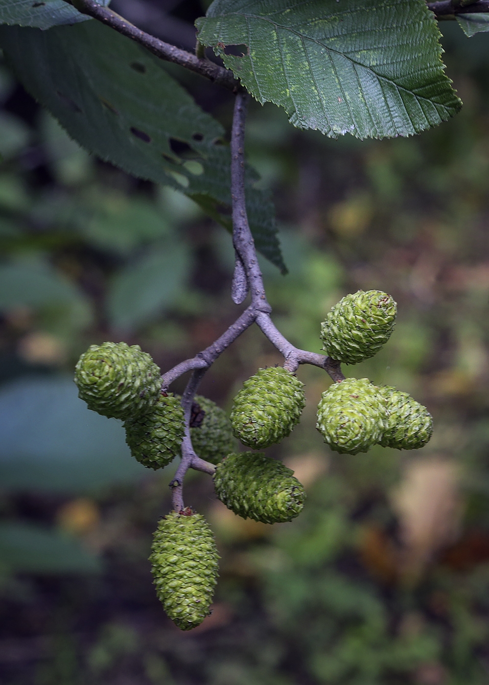 Изображение особи род Alnus.