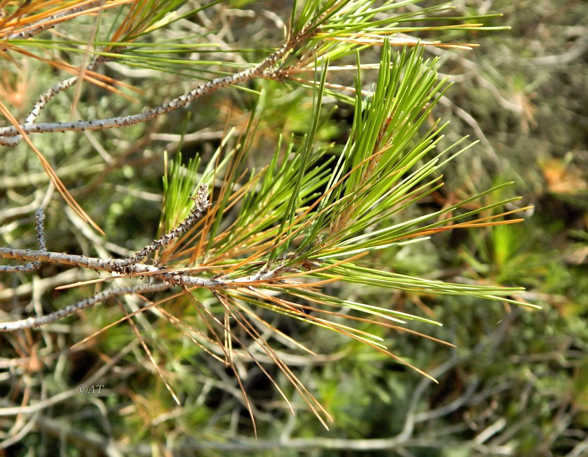 Изображение особи Pinus halepensis.