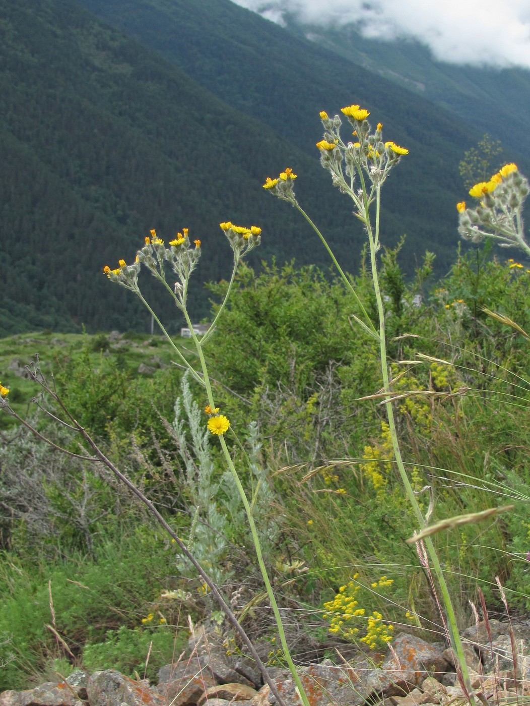 Image of Pilosella echioides specimen.