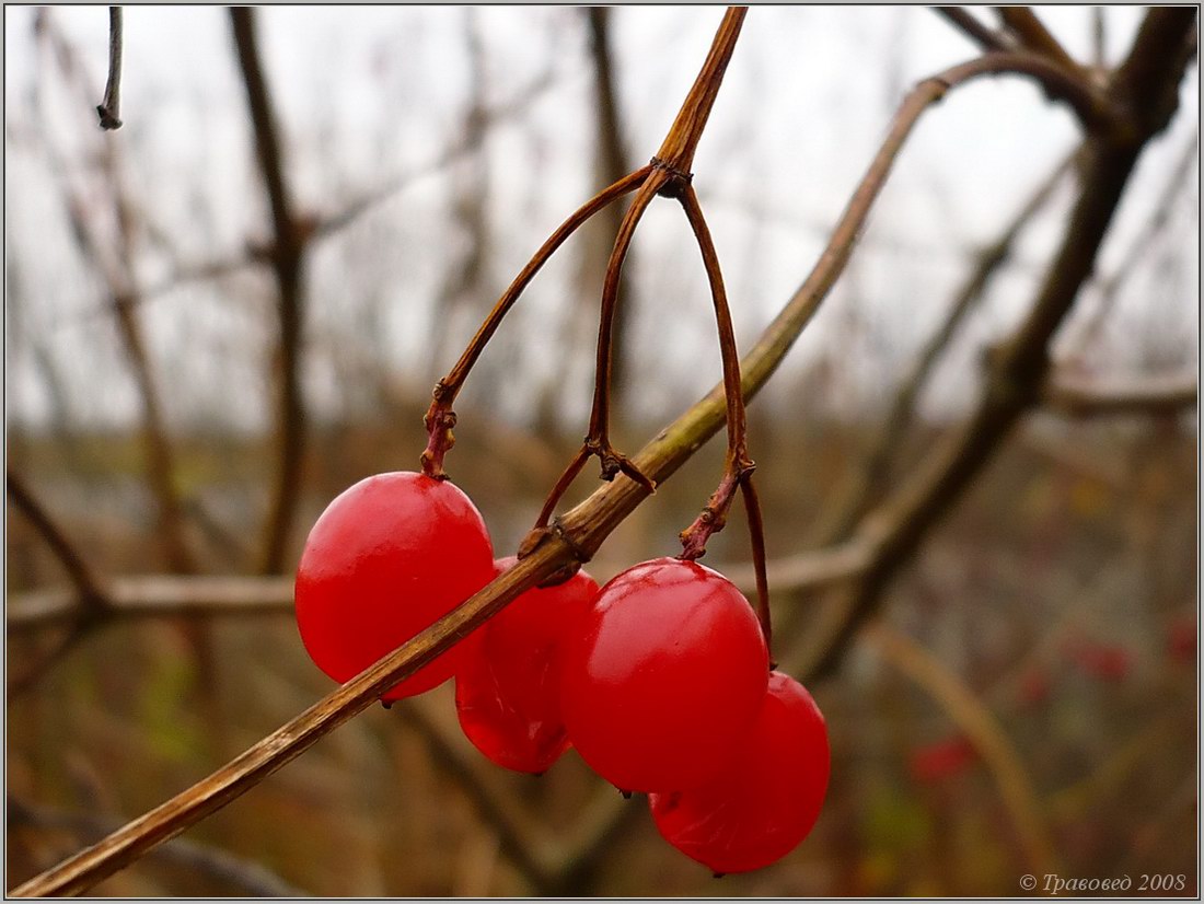 Image of Viburnum opulus specimen.