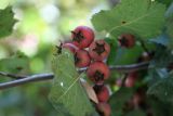 Crataegus mollis