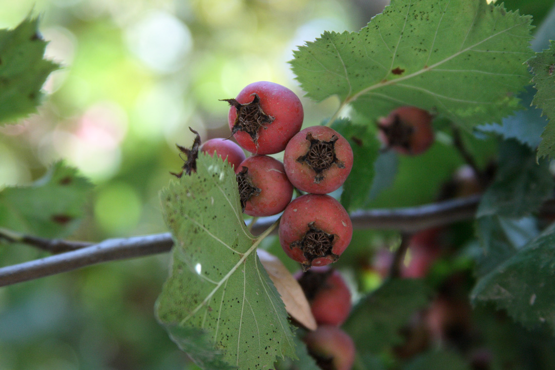 Изображение особи Crataegus mollis.