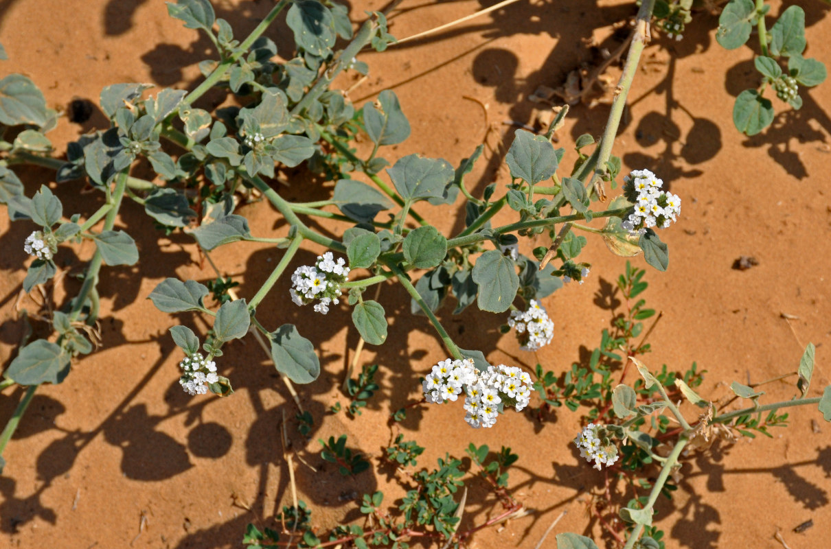 Image of Heliotropium suaveolens specimen.