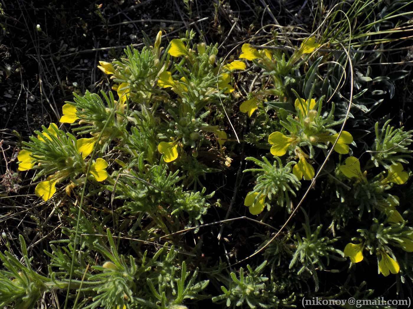 Image of Ajuga chia specimen.