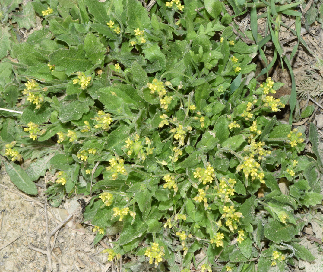 Изображение особи Arabidopsis pumila.