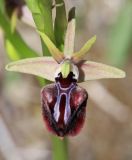 Ophrys mammosa. Цветок. Крым, окр. с. Зеленогорье, ущ. р. Пананьян-Узень, пойма ручья, луг на берегу. 5 мая 2021 г.