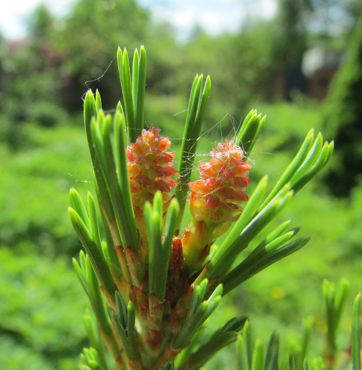 Image of Pinus pumila specimen.