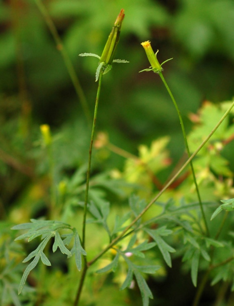 Image of Bidens parviflora specimen.