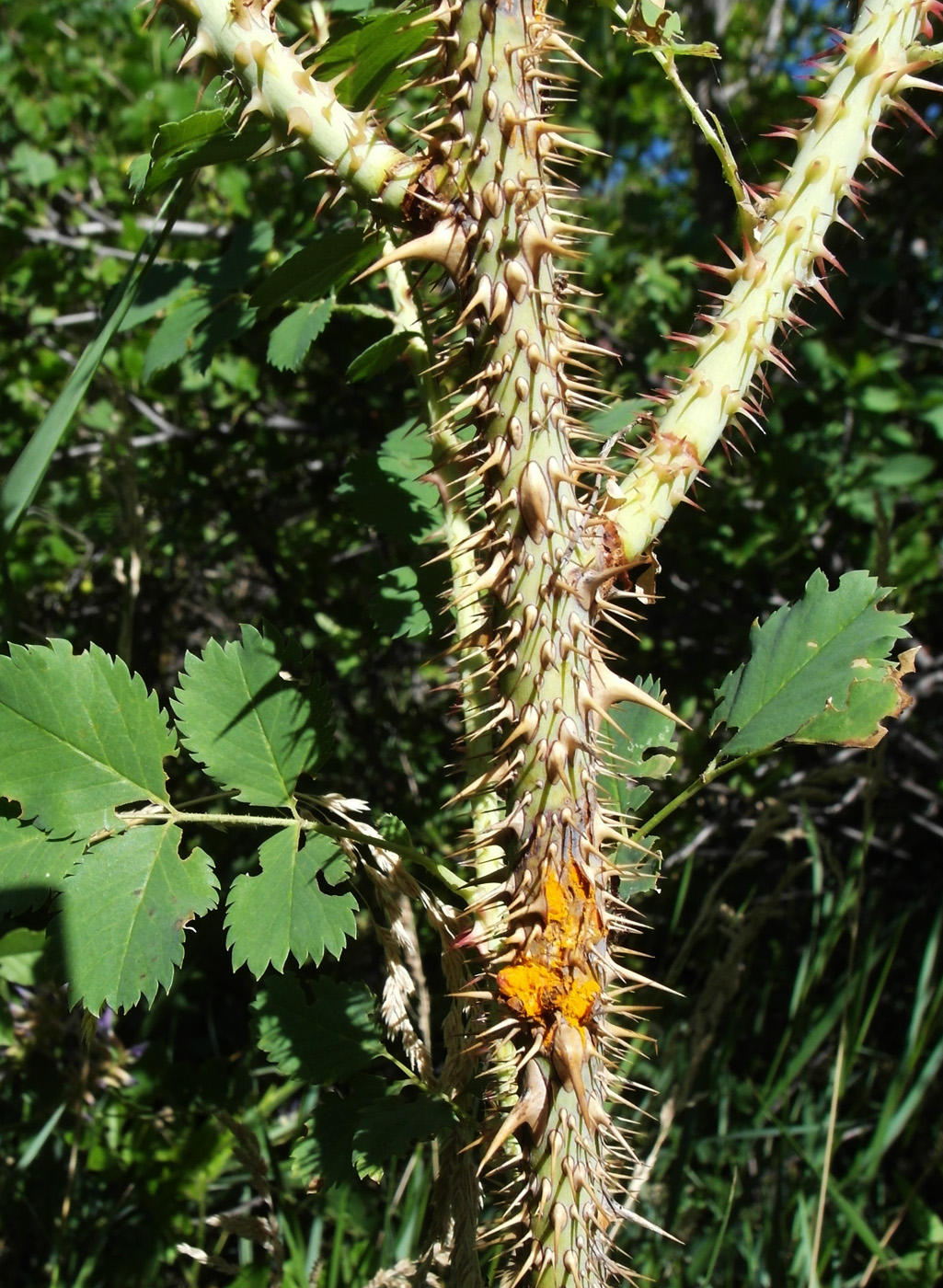 Image of Rosa spinosissima specimen.