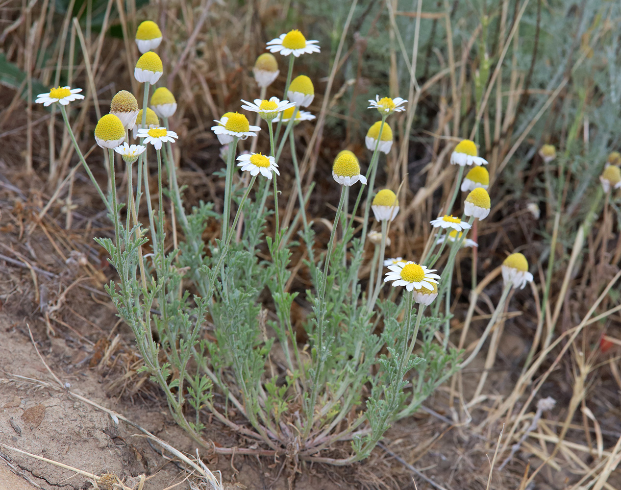 Image of Anthemis ruthenica specimen.