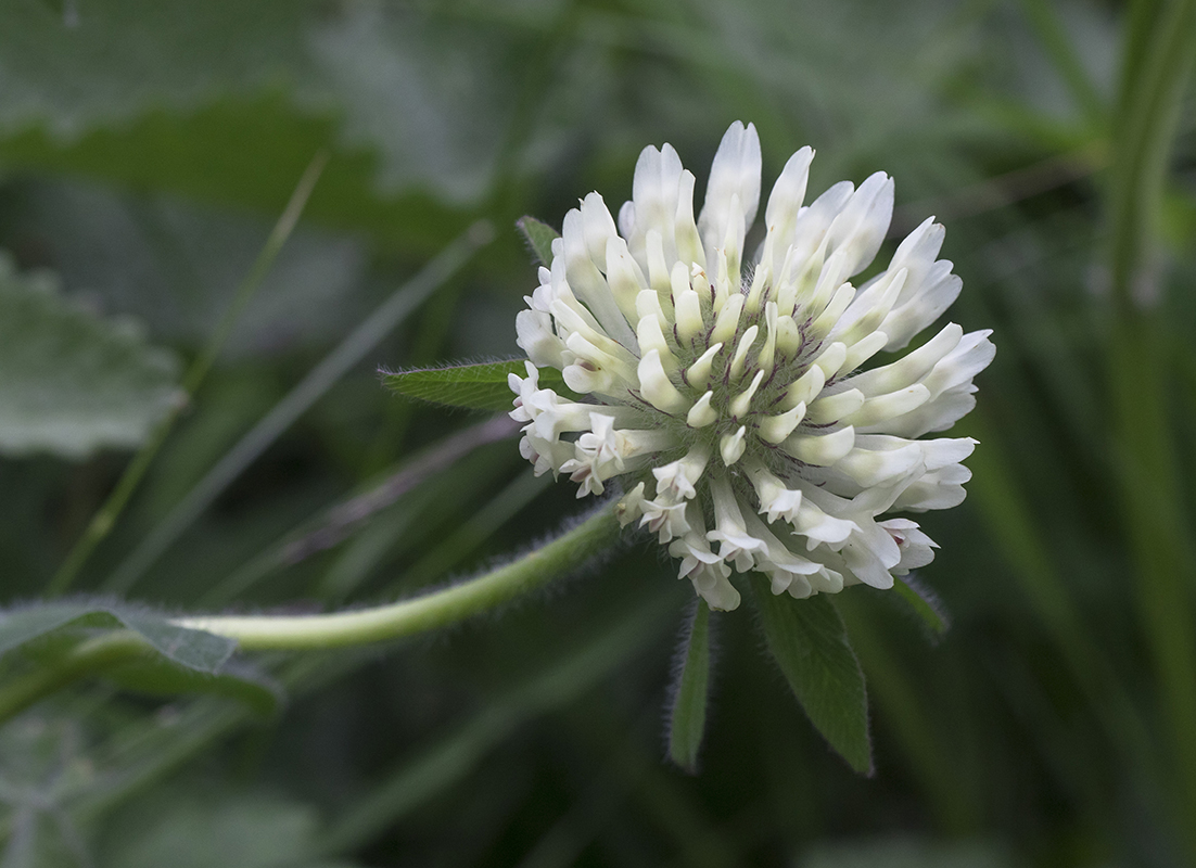 Изображение особи Trifolium trichocephalum.