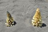 genus Cistanche. Цветущие растения. Узбекистан, Наманганская обл., Ферганская долина, Мингбулакские пески, склон бархана. 29.04.2021.