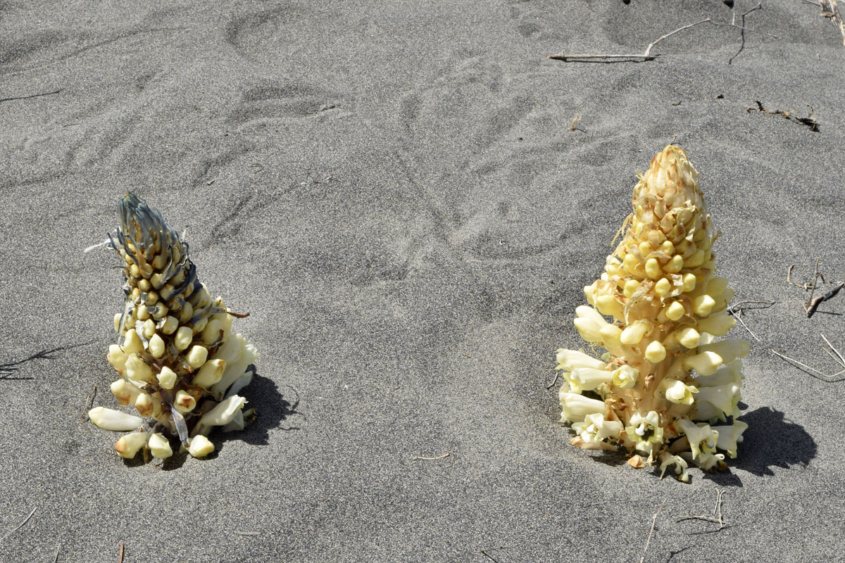 Image of genus Cistanche specimen.