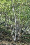 Betula litwinowii