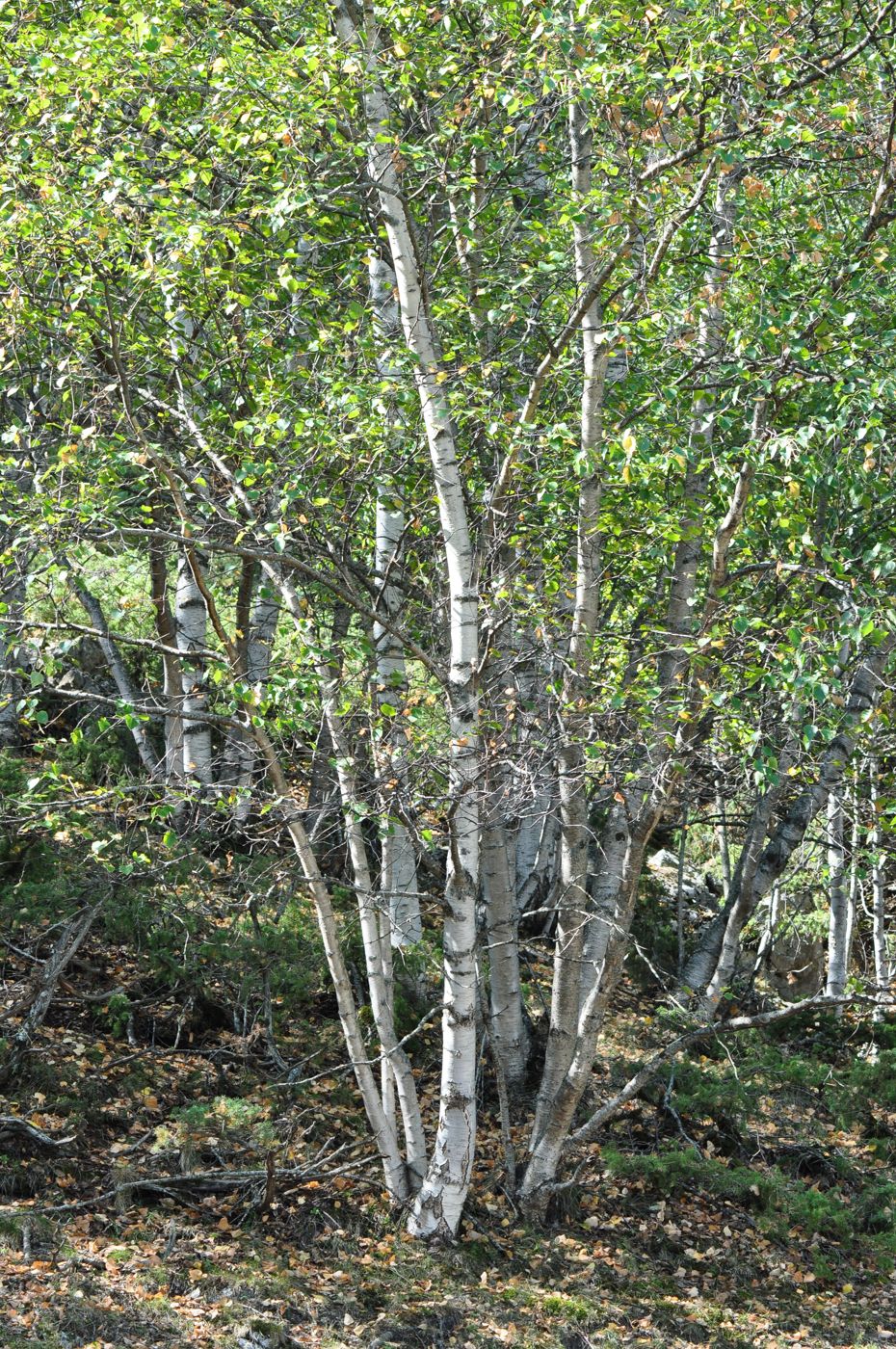 Изображение особи Betula litwinowii.