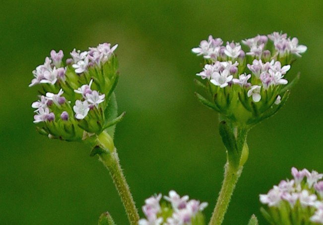 Изображение особи род Valerianella.