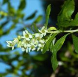 genus Pittosporum. Цветущий побег. Республика Абхазия, г. Сухум, Сухумский ботанический сад, в культуре. Июль 2021 г.