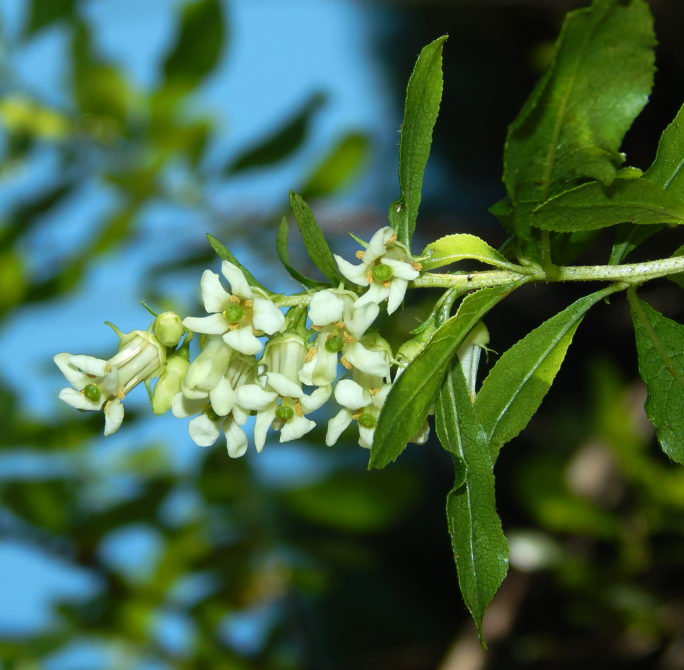 Image of genus Pittosporum specimen.