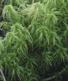 Sphagnum squarrosum