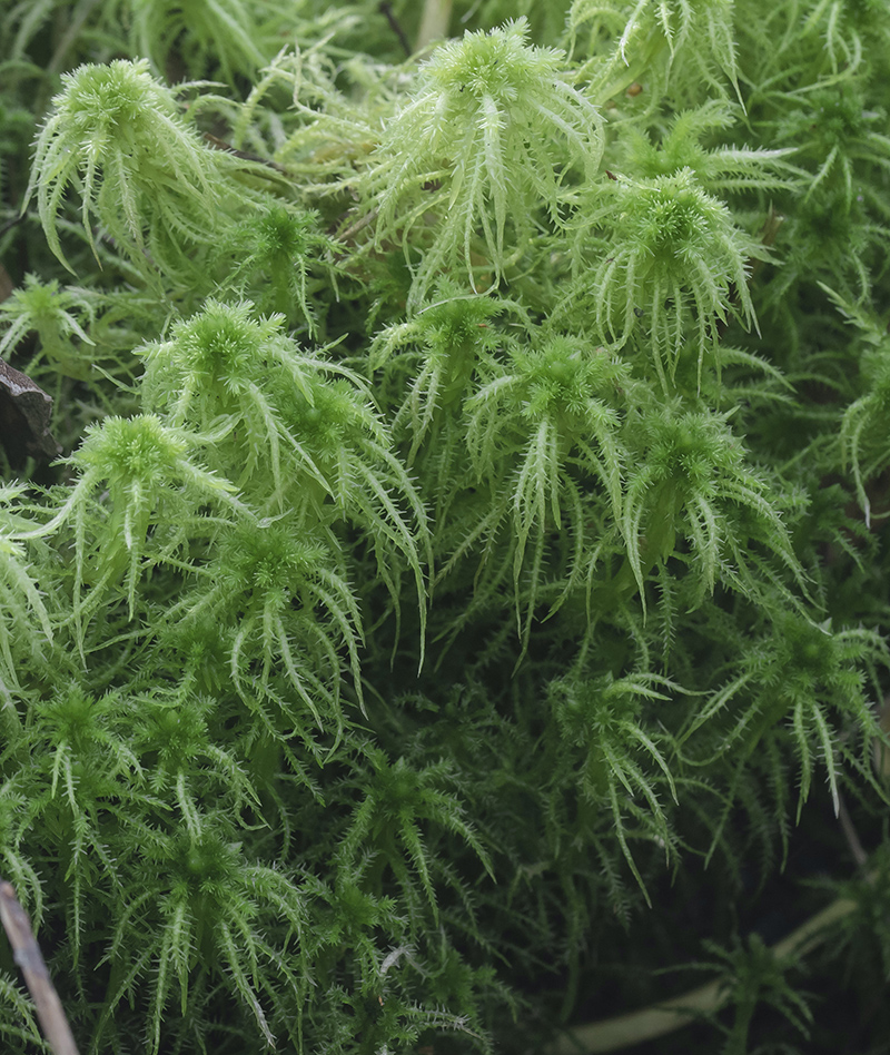 Изображение особи Sphagnum squarrosum.