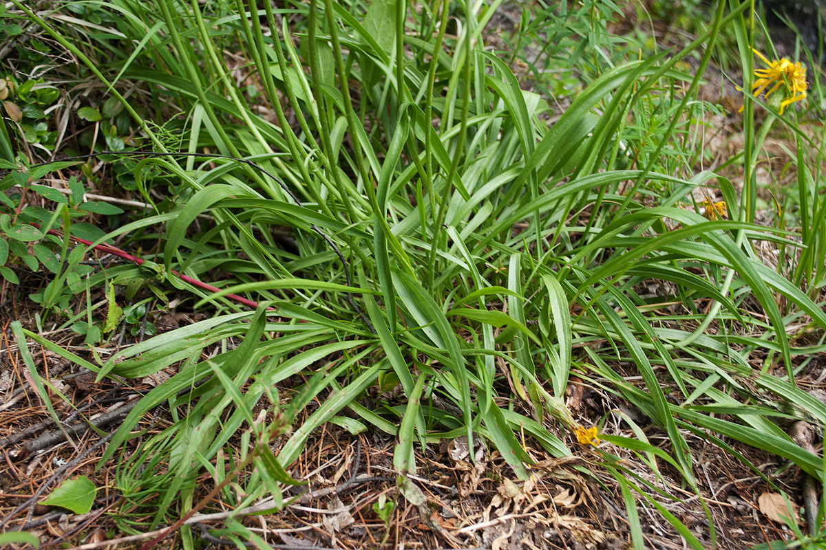 Image of Scorzonera radiata specimen.