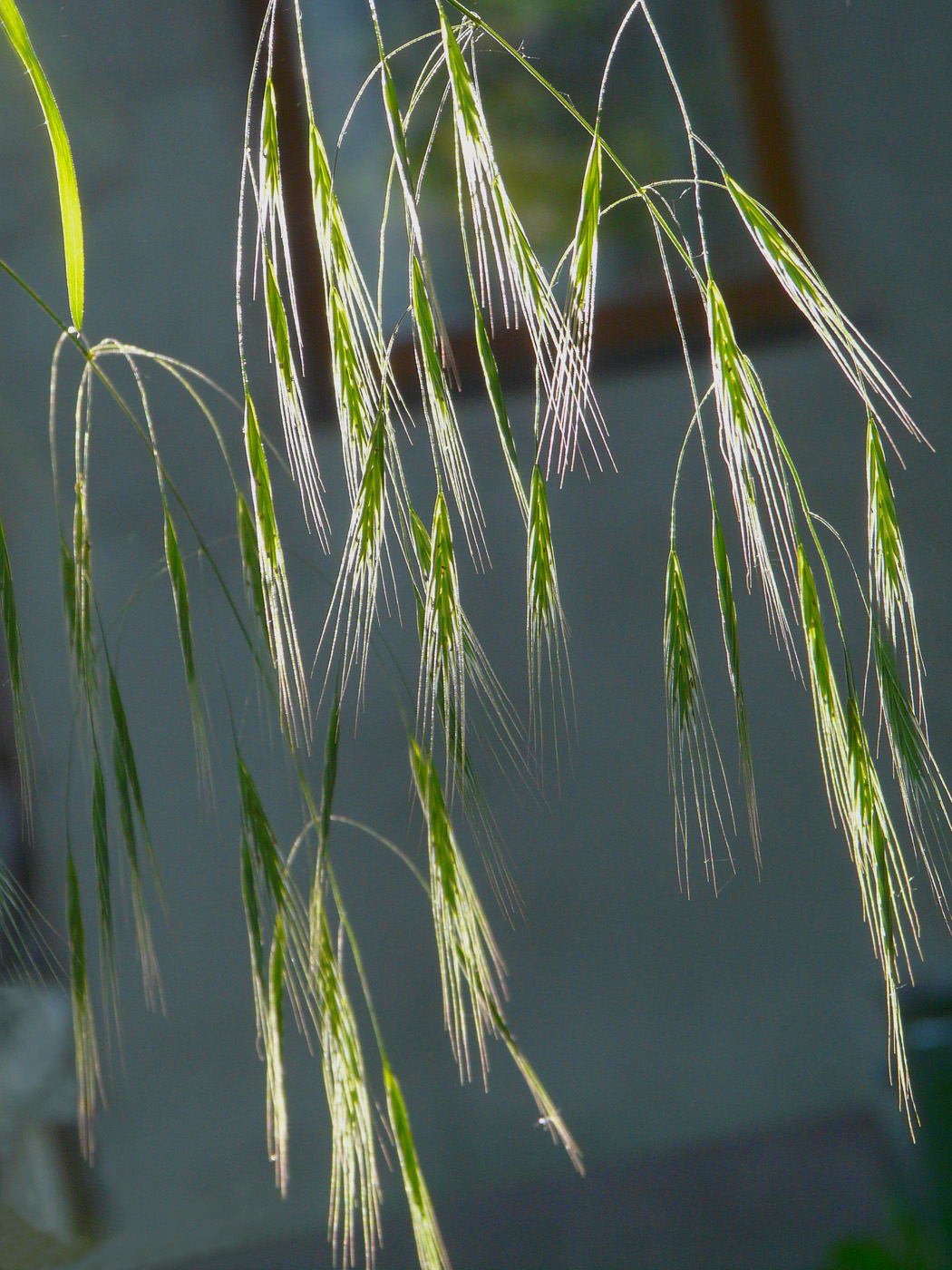 Image of Anisantha sterilis specimen.