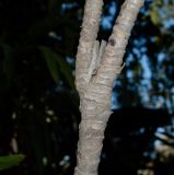 Cordyline petiolaris