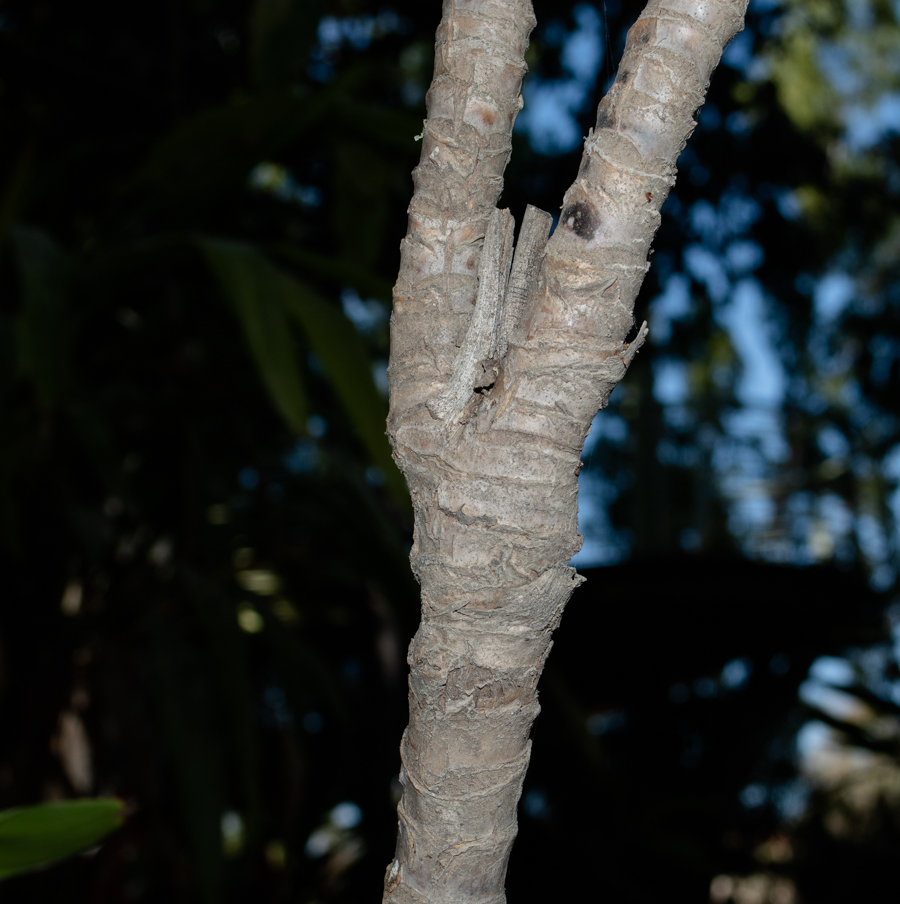 Изображение особи Cordyline petiolaris.