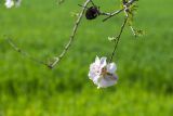 Amygdalus communis. Верхушка ветки с цветками. Израиль, национальный парк \"Бейт Гуврин\", около дороги. 17.02.2020.