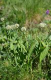 Allium victorialis