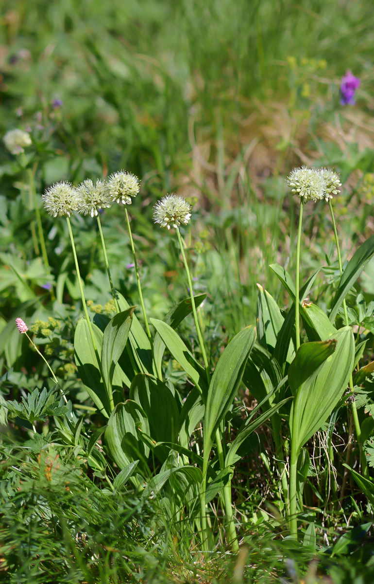 Image of Allium victorialis specimen.