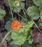 Geum quellyon